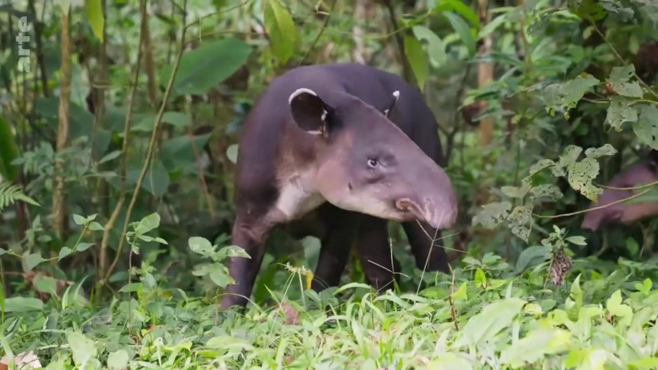 GEO Reportage - Le tapir, jardinier des forêts tropicales