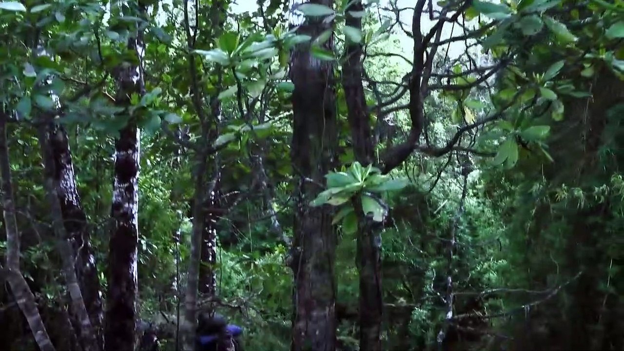 Tráiler de Gritos del Bosque