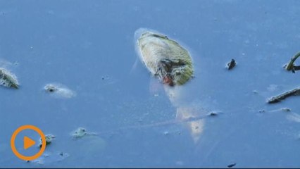 Ratusan ikan di sungai mati akibat gelombang haba