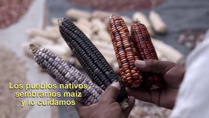 El maíz en tiempos de guerra: Trailer oficial