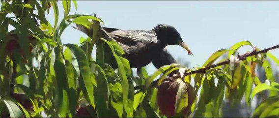 'The Biggest Little Farm' - Tráiler oficial