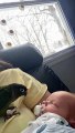 Bird Takes Baby’s Pacifier