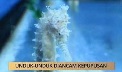 AWANI State [Terengganu]: Unduk-unduk diancam kepupusan