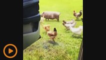 A video showing chickens, roosters, a potbelly pig and a dog taking part in the #InMyFeelingsChallenge at a farm