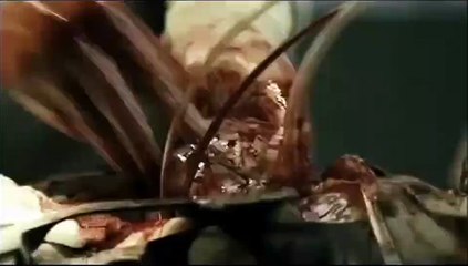 'Amor, dolor y viceversa' - Tráiler oficial