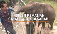 AWANI State [Sabah]: Insiden kematian Gajah Pygmy di Sabah