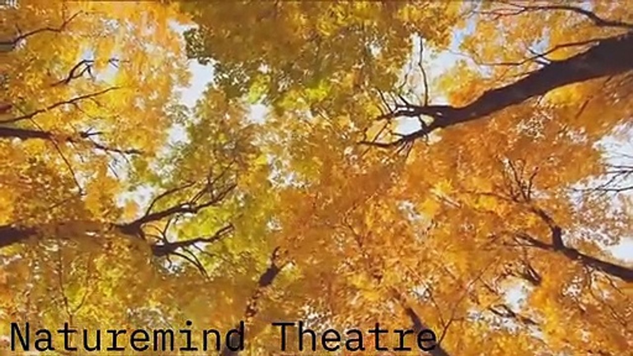 Soothing & Relaxing Music : The Best For Meditation,Sleep, Insomnia, Anxiety & Stress Relief