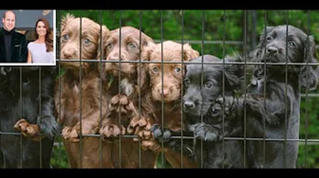 James Middleton Shares a New Photo of Kate Middleton and Prince William's Puppy