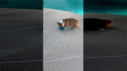 Hardy the Corgi Trying to Pick up Frisbee Falls into Pool