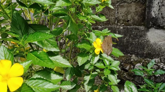 Kupu kupu yang indah