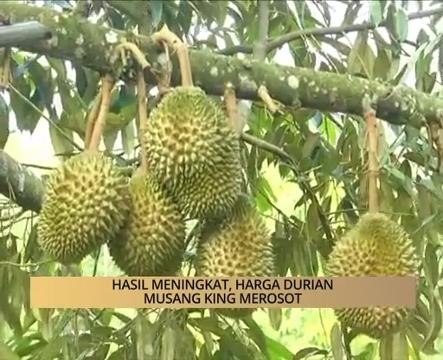 AWANI State [Kelantan]: Hasil meningkat, harga durian Musang King merosot