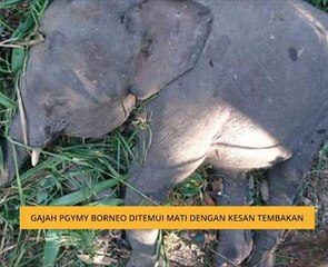 Gajah Pygmy Borneo ditemui mati dengan kesan tembakan
