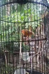 Tingkah burung kenari yang manja