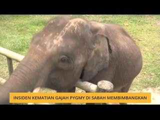 Insiden kematian gajah Pygmy di Sabah membimbangkan