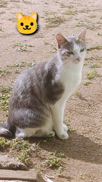 Kucing duduk di depan rumah