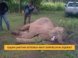 Gajah jantan ditemui mati dipercayai dijerat di Lahad Datu