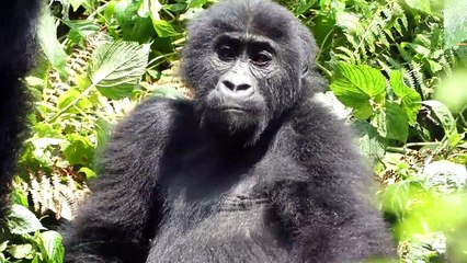 RD Congo : à Lwiro, une oasis pour sauver des animaux traumatisés