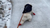 Humans weren't the only ones struggling to walk on ice in this winter storm