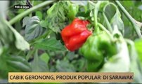 AWANI State [Sarawak]: Cabik geronong, produk popular di Sarawak