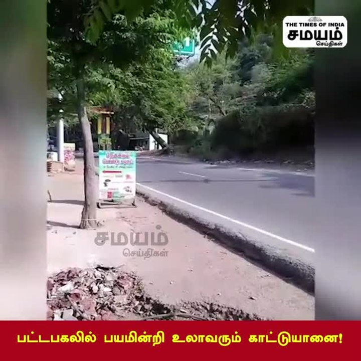 எனக்கு ராஜா நானே; சாலையில் சுற்றித்திரிந்த யானை...
