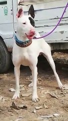 Bully kutta lovers