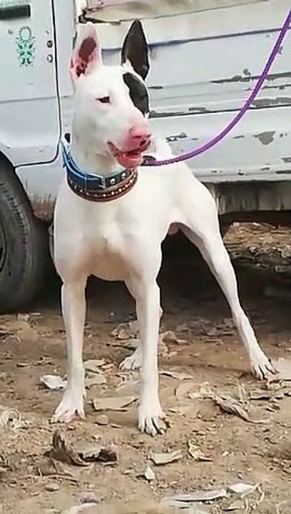 Bully kutta lovers