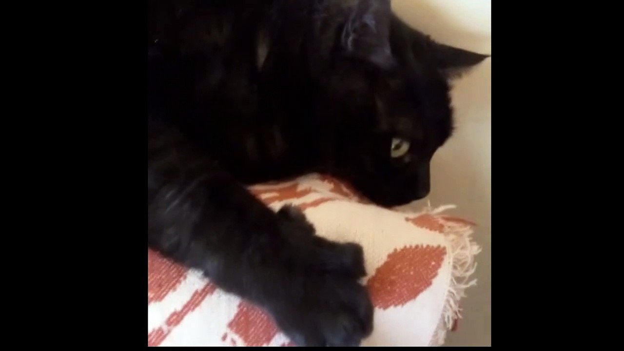 First I Will Hide Then I Will Jump and Bite