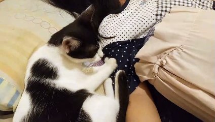 Kucing hitam putih sedang memijat