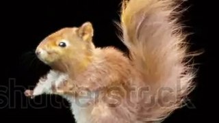 squirrel Dance CG fur. rendering animal  VFX Animation @squirrel_dance..https://amzn.to/37wZjYg