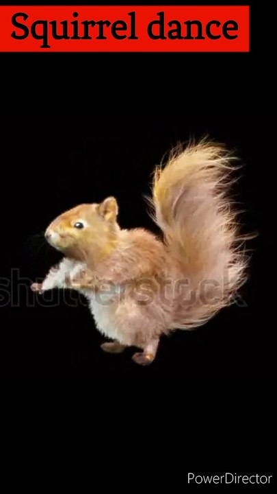 squirrel Dance CG fur. rendering animal  VFX Animation @squirrel_dance..https://amzn.to/37wZjYg