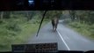 Terrifying moment: Mother elephant charges bus carrying 60 passengers to protect calf