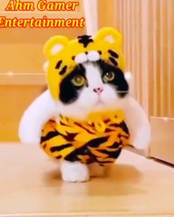 Beautiful Naughty cats