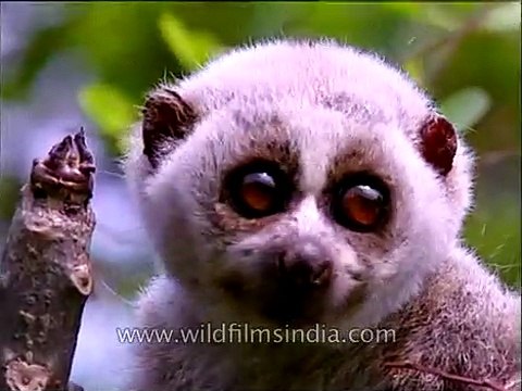 Slow Loris in Kaziranga National park, Assam