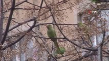 Kadıköy'de görülen yeşil papağan sürüsü görenleri şaşkına çevirdi