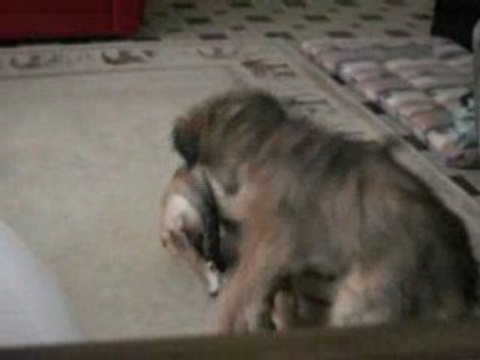 tequila et cannelle jouent mars08