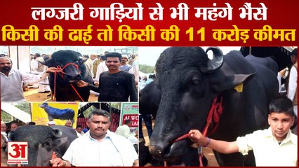 These Buffaloes More Expensive Than Luxury Vehicles|बेहद खास हैं ये हरियाणा के भैंसे|Sultan jhota