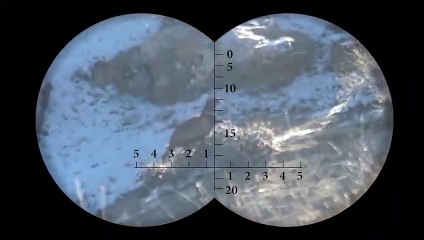 Beautiful pheasant hunting 2022