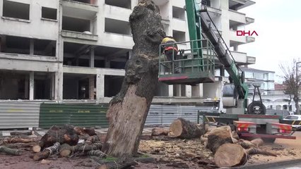 AVCILAR'DAAĞAÇ KESİM TARTIŞMASI