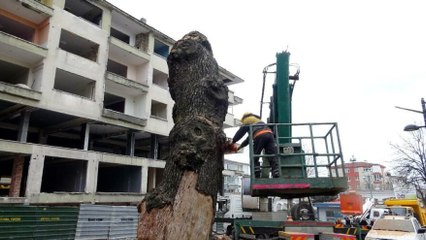 İstanbul’da ağaç kesim tartışması