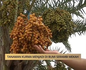 AWANI State [Kelantan]: Tanaman kurma menjadi di bumi serambi Mekah