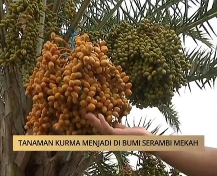AWANI State [Kelantan]: Tanaman kurma menjadi di bumi serambi Mekah