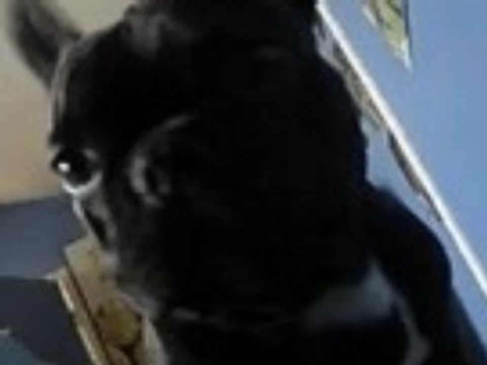 sanka pleure