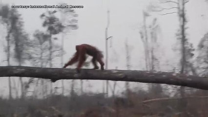 Group releases 2013 video to show impact of deforestation on orangutans