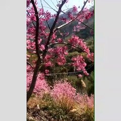 Ini di Taiwan loh,bukan di Jepang