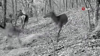 Aç kalan geyikleri elleriyle besliyorlar