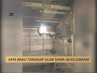APM Arau tangkap ular sawa 48 kilogram