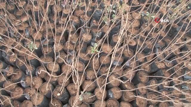 Şanlıurfa'da fıstık ve zeytin fidanları toprakla buluşuyor