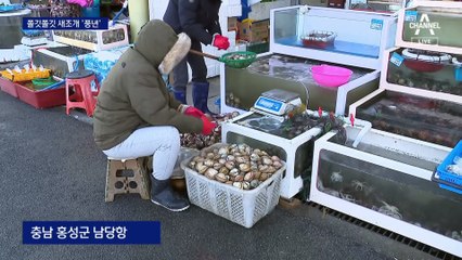 “쫄깃하고 맛있어요”…겨울 별미 새조개가 돌아왔다