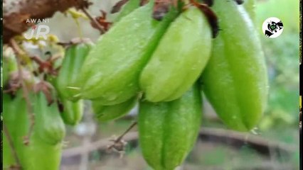 #AWANIJr: Belimbing Buluh