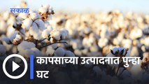भारतातले Cotton Production मध्ये पुन्हा घटीचा CAI चा अंदाज | Cotton Production in India